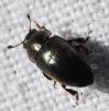 Meligethinae inconnu